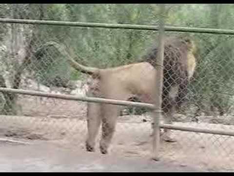 Lion Peeing